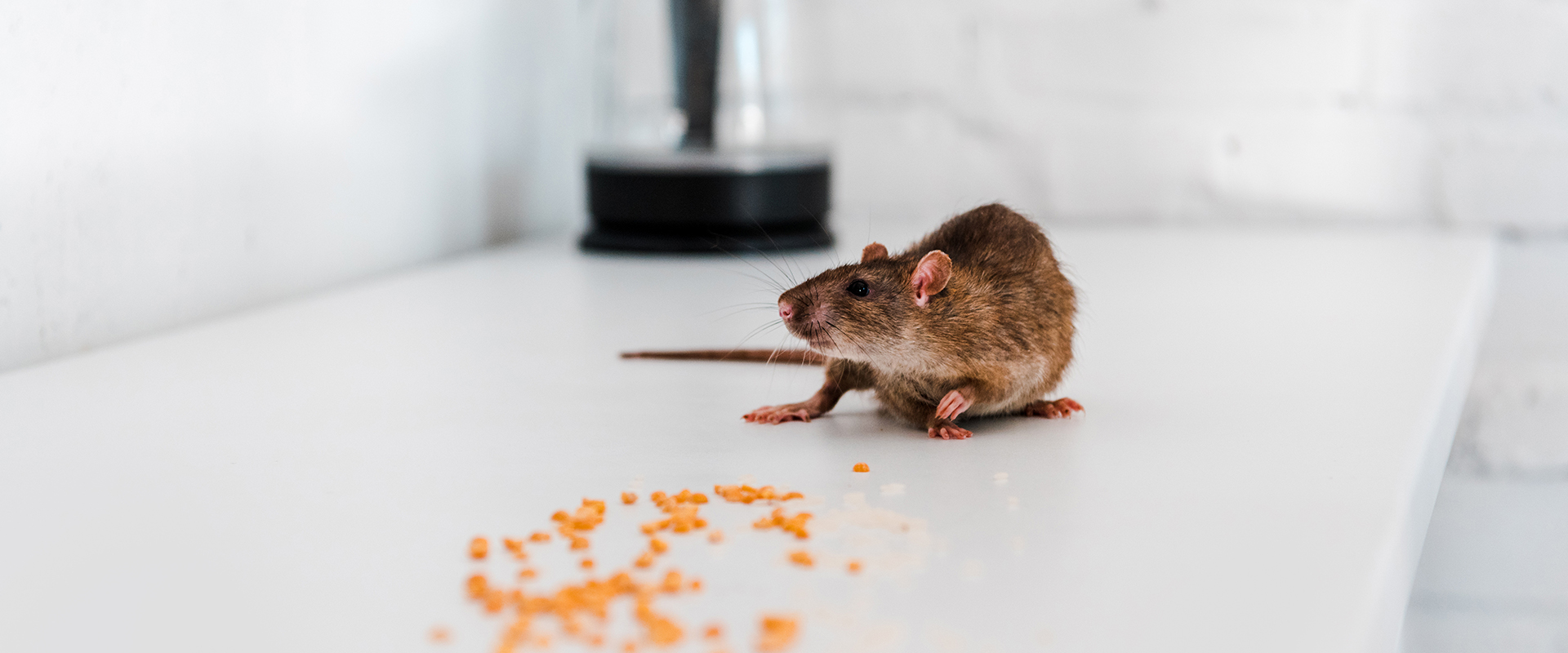 rat eating food on counter top