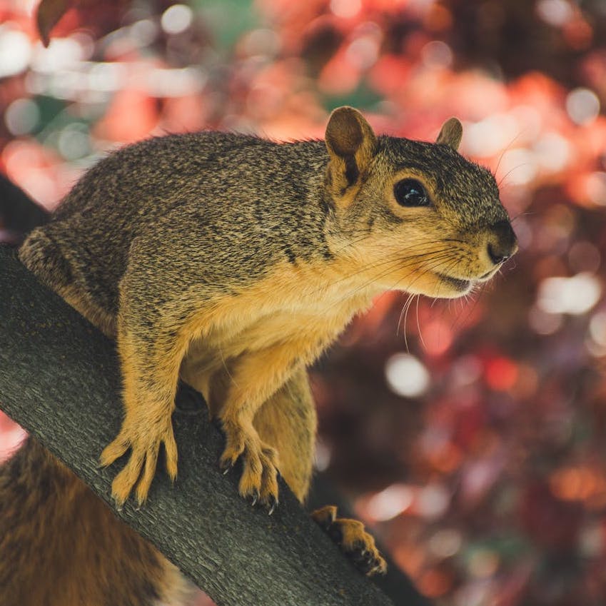 Squirrel on a branch