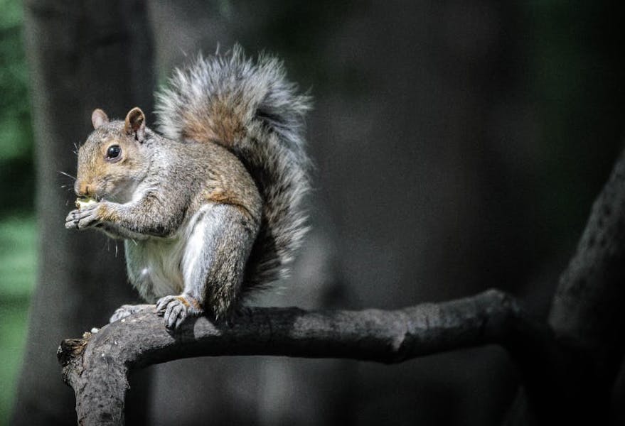 Squirrel In A Tree