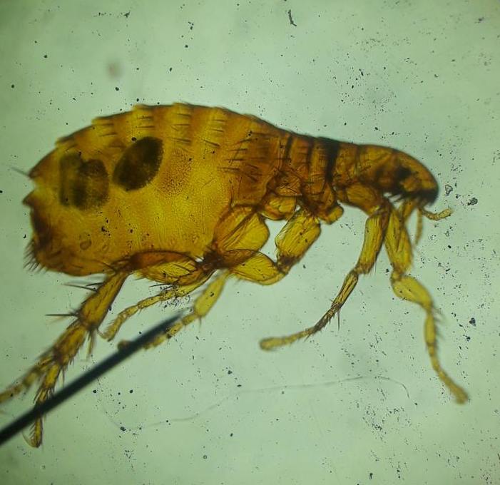 Flea Control