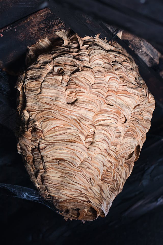 Wasp nest hanging from a ceiling