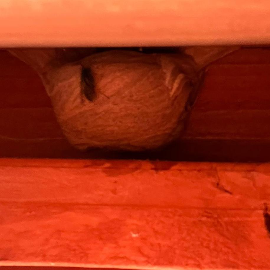 Wasp nest in a loft between two beams. The picture has a red tone, and the wasp nest is small and round with a large entry hole for the wasps.