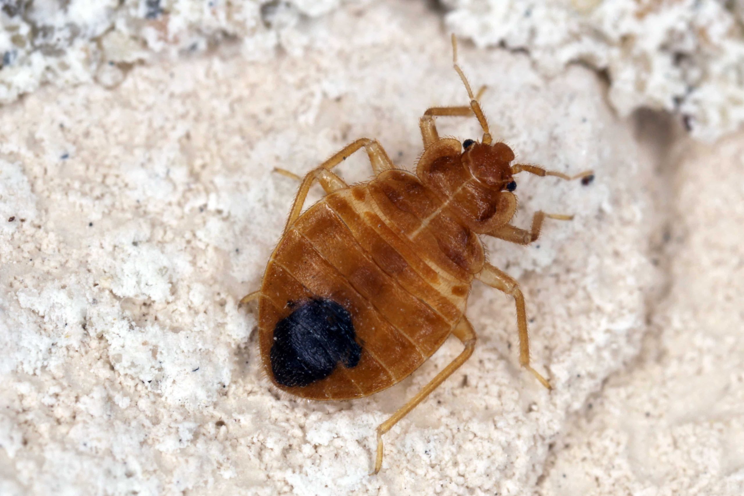 Bed Bug Removal