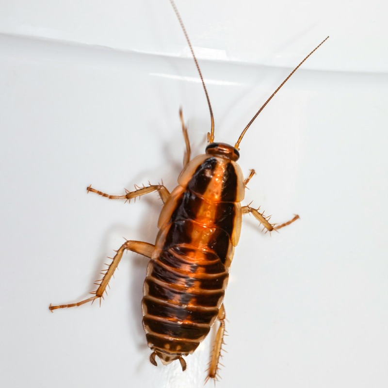 Cockroach on a white background