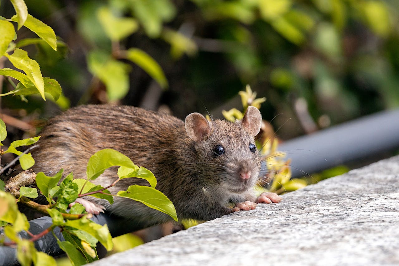 A brown rat in a garden