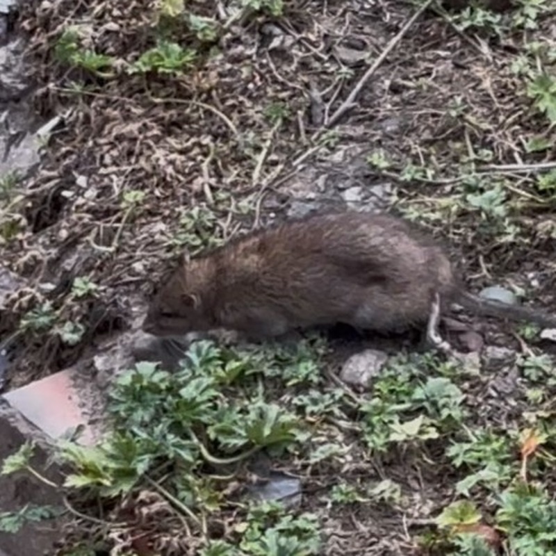 Brown rat on grass