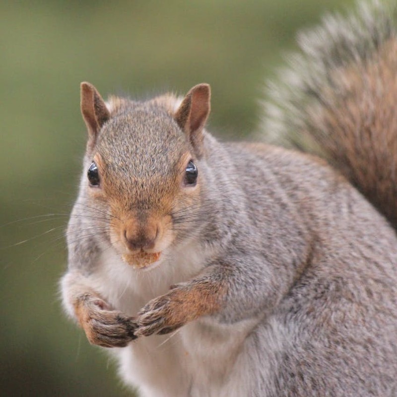 Grey squirrel facing the camera