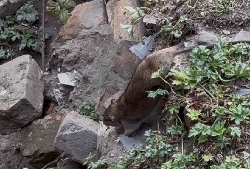 Types Of Rodents: Identification And How To Get Rid Of Them