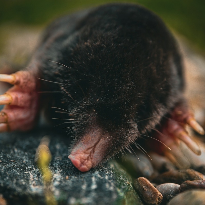 Close up of a mole