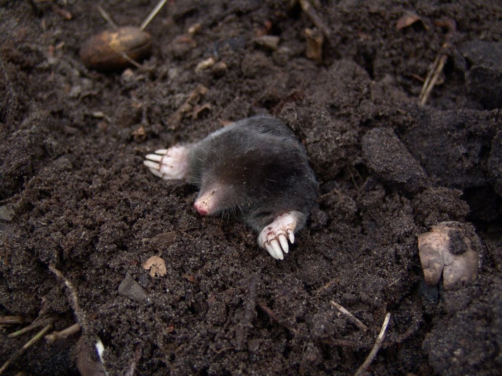 Mole in the soil