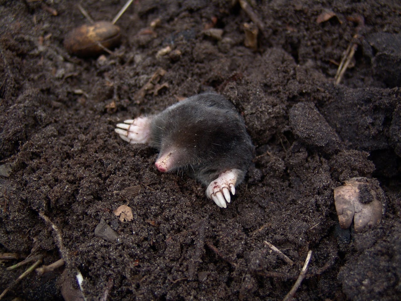 Mole in the soil