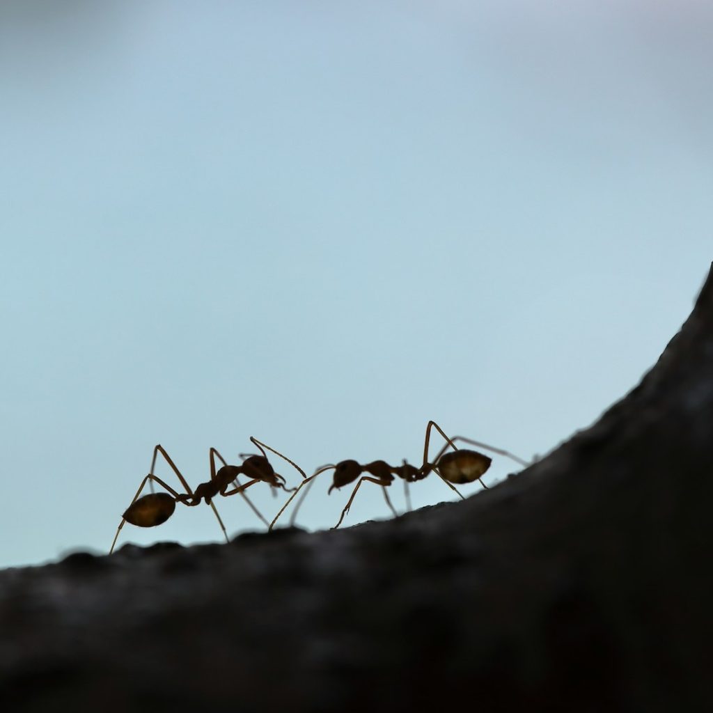 Ants on a tree