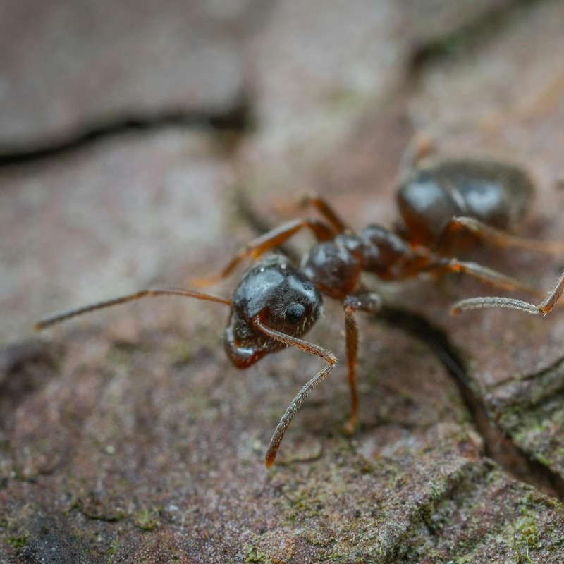 Pavement ant on stone