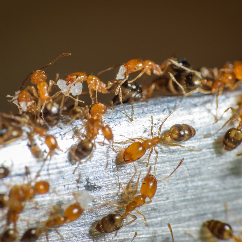 Ants on wood