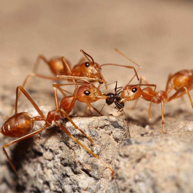 Red ants fighting over food