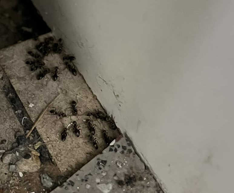 Ants on a wooden floor