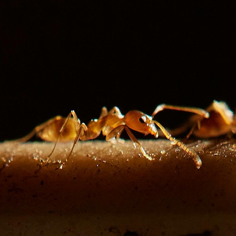 Yellow ants