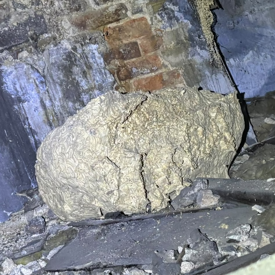 Large wasp nest in attic