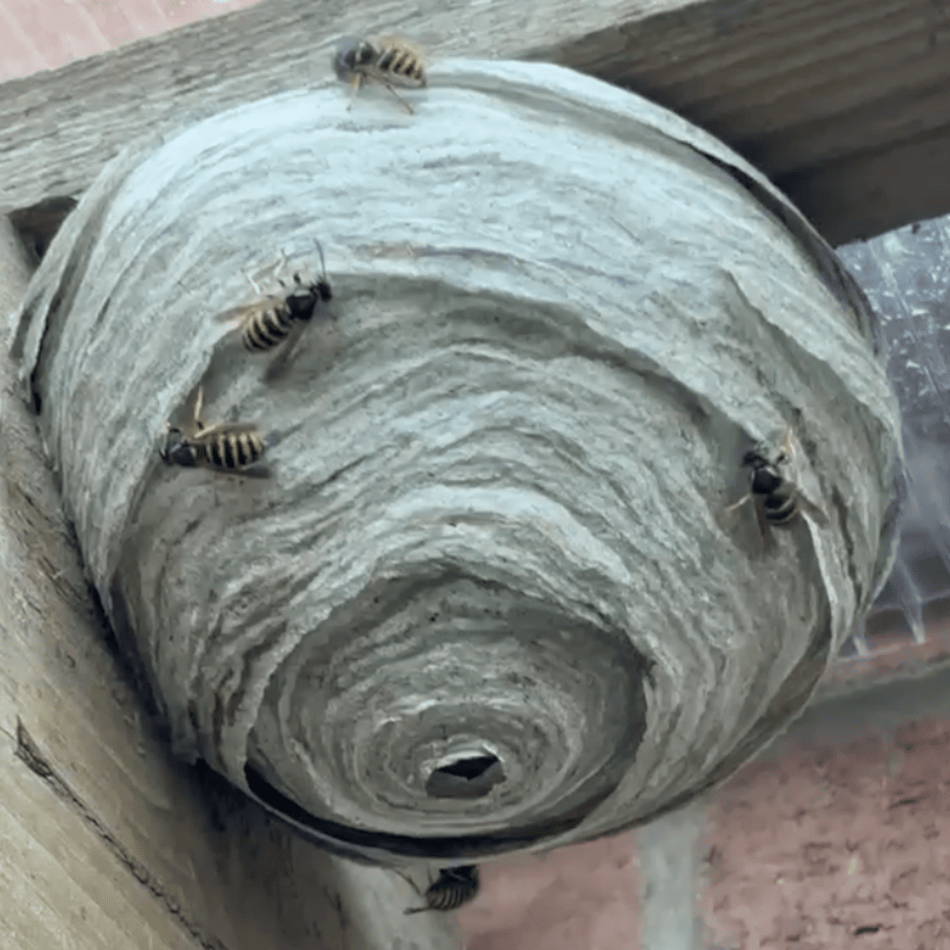 A wasp nest with wasps on the outside
