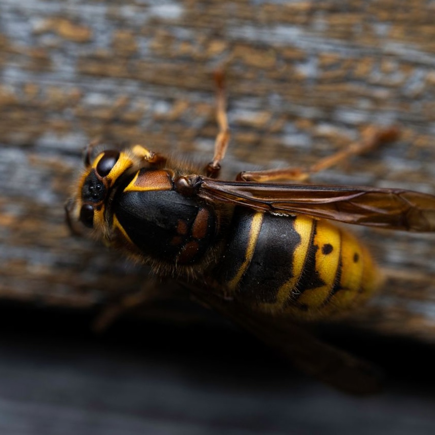 Wasp on wood