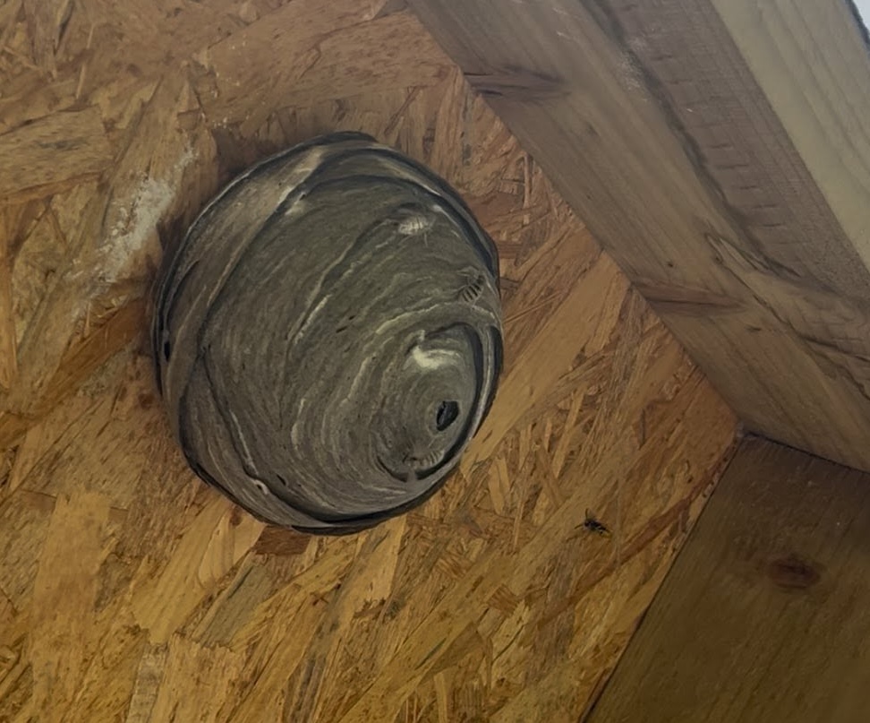 How To Get Rid Of Wasps
