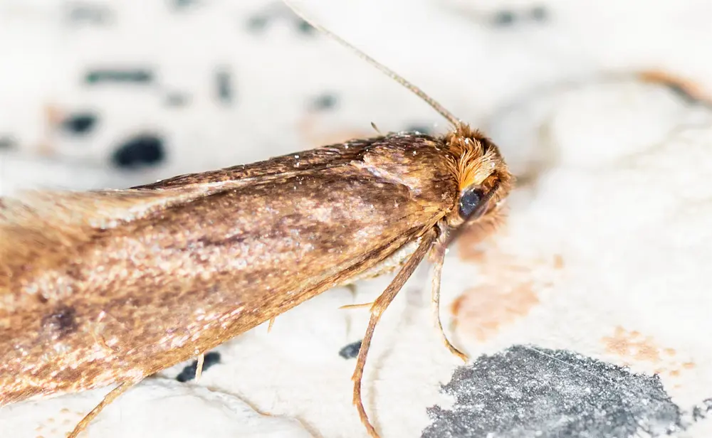 How Long Do Moths Live?
