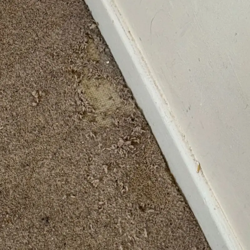 Bare patch in carpet from carpet moths